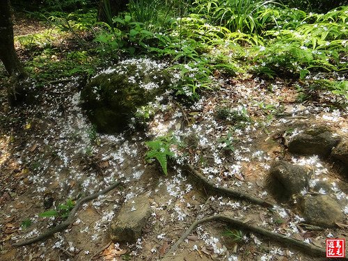 內溝山桐花步道 (71).jpg