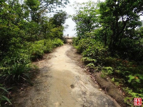 內溝山桐花步道 (72).jpg