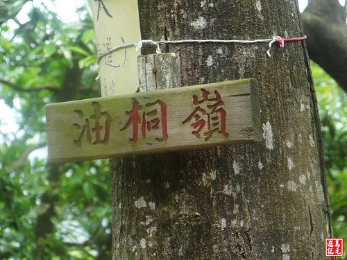 內溝山桐花步道 (78).jpg