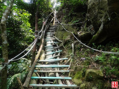 內溝山桐花步道 (82).jpg