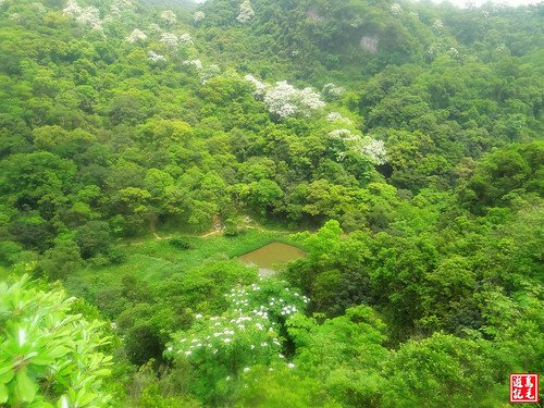 內溝山桐花步道 (91).jpg