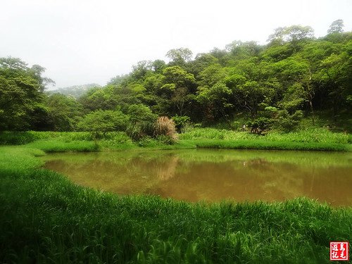 內溝山桐花步道 (94).jpg