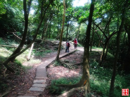 內溝山桐花步道 (97).jpg