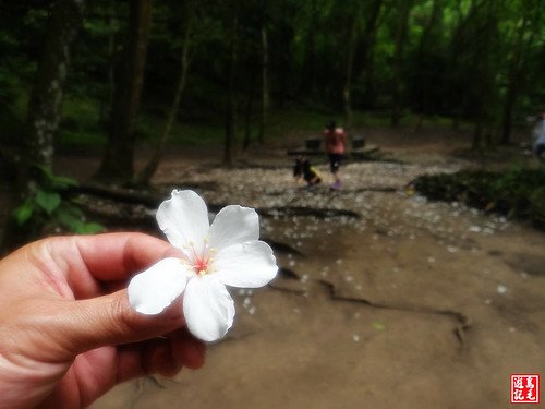 內溝山桐花步道 (98).jpg