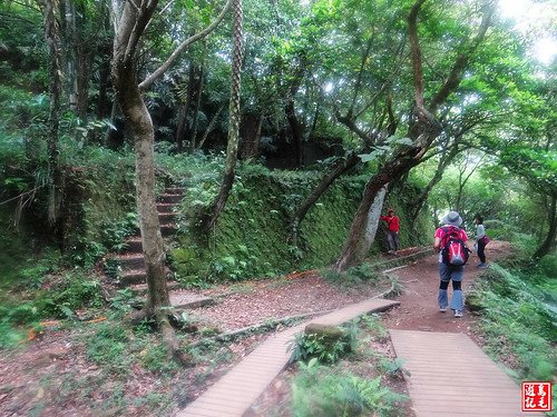 內溝山桐花步道 (101).jpg