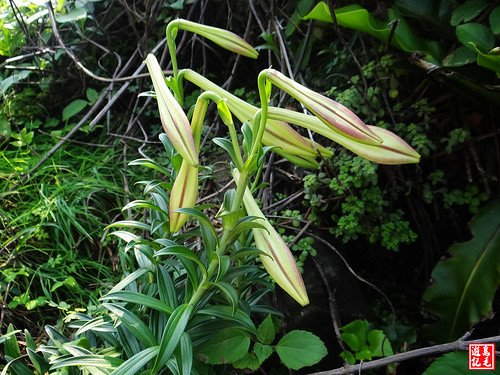 東北角野百合 (86).jpg