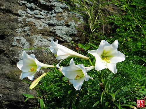 東北角野百合 (90).jpg