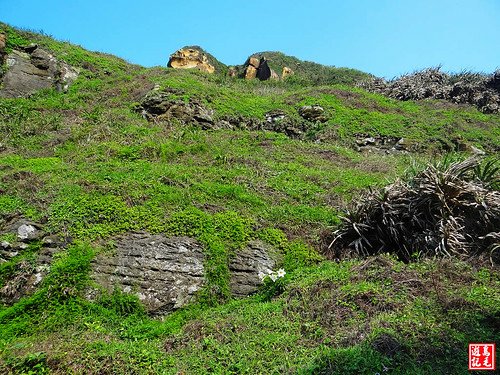 東北角野百合 (91).jpg