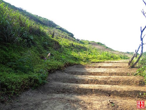 東北角野百合 (94).jpg