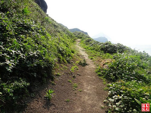 東北角野百合 (96).jpg