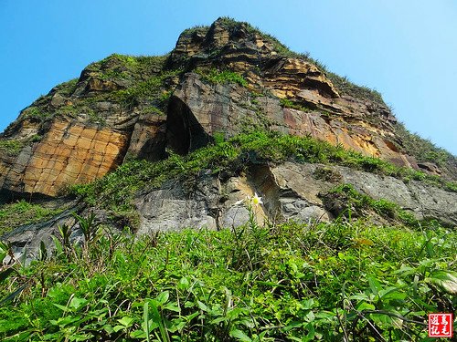 東北角野百合 (98).jpg