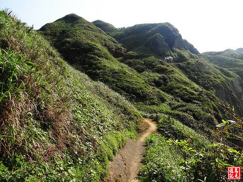 東北角野百合 (101).jpg