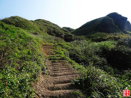 東北角野百合 (102).jpg