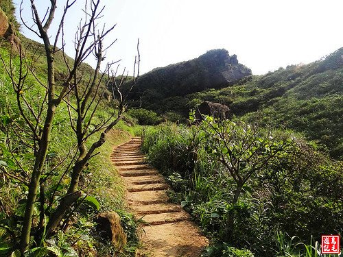 東北角野百合 (109).jpg