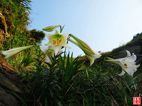 東北角野百合 (124).jpg