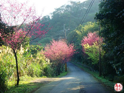 姜子寮山 (6).jpg