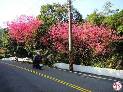 大尖山櫻花 (2).jpg