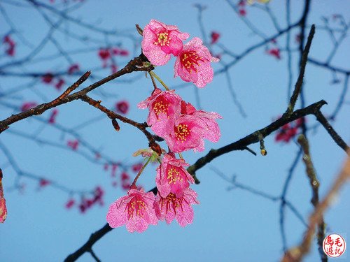 瑪陵坑櫻花步道 (15).jpg