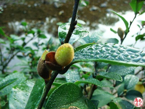 瑪陵坑櫻花步道 (20).jpg