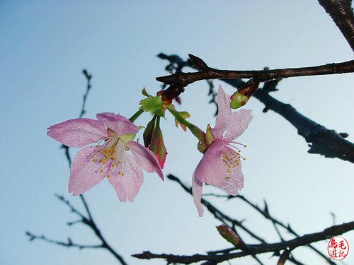 瑪陵坑櫻花步道 (22).jpg