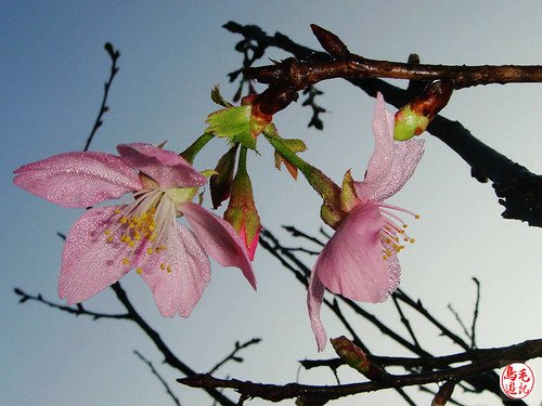 瑪陵坑櫻花步道 (23).jpg