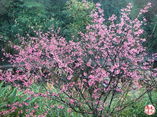 瑪陵坑櫻花步道 (24).jpg