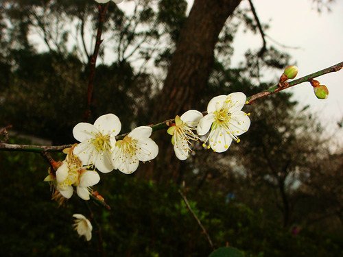 角板山梅園‧環湖步道 (3).jpg