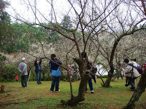 角板山梅園‧環湖步道 (4).jpg