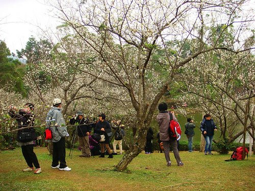 角板山梅園‧環湖步道 (5).jpg