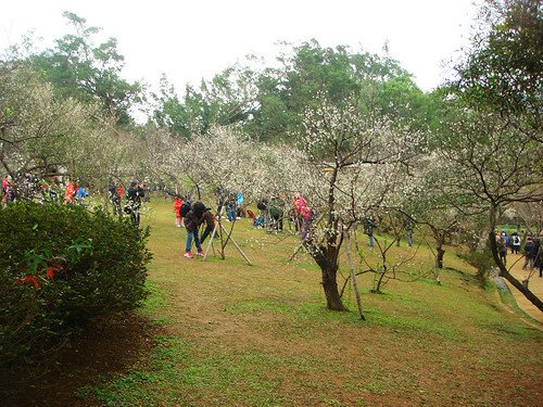 角板山梅園‧環湖步道 (6).jpg