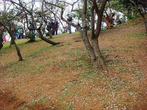 角板山梅園‧環湖步道 (9).jpg