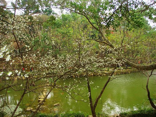 角板山梅園‧環湖步道 (11).jpg