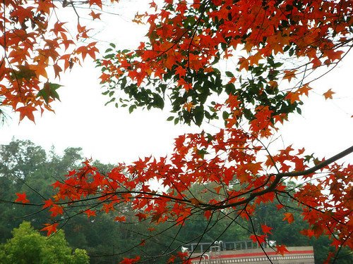 角板山梅園‧環湖步道 (17).jpg