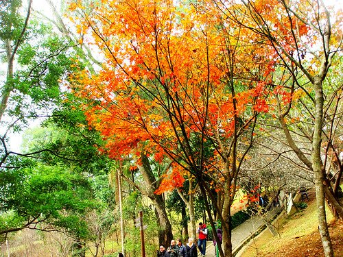 角板山梅園‧環湖步道 (18).jpg