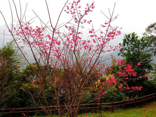 角板山梅園‧環湖步道 (22).jpg