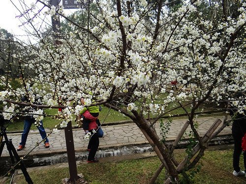 角板山梅園‧環湖步道 (32).jpg