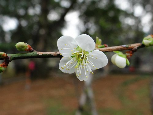 角板山梅園‧環湖步道 (34).jpg