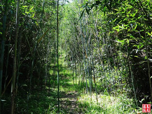 大嶺古道