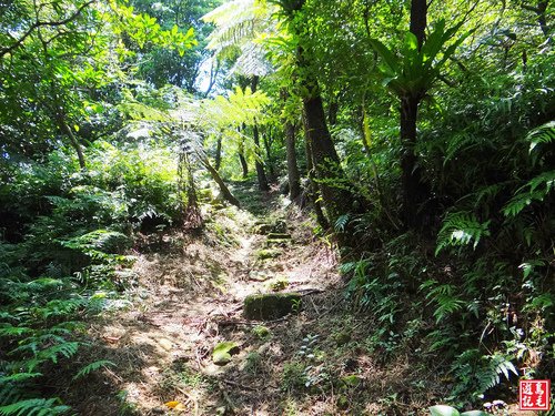大嶺古道