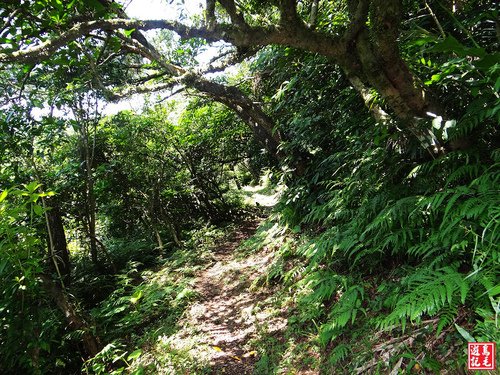 大嶺古道
