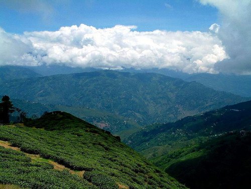 darjeeling_teafields8