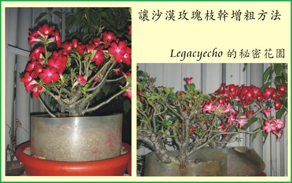 沙漠玫瑰01.jpg