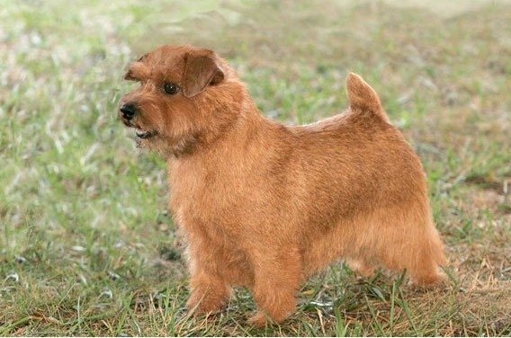 捕鼠神器/諾福克㹴犬本就屬於小型獵犬，幾乎不用訓練，就能有效