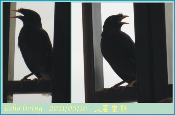 八哥1.jpg