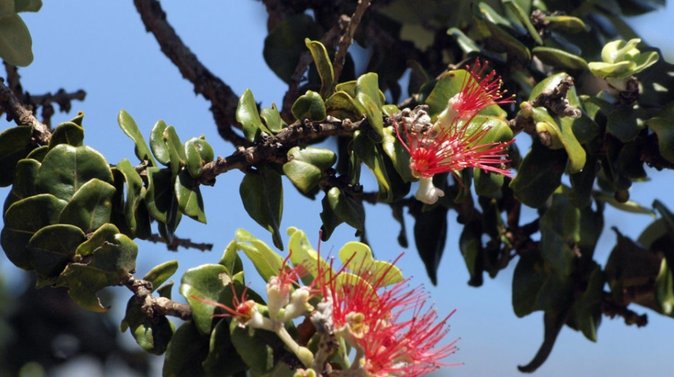 夏威夷桃金孃樹 Ohi&apos;a Lehua 