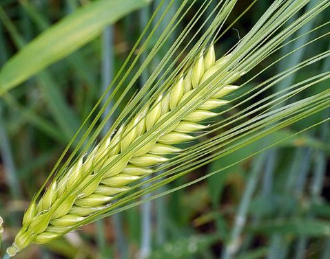 barley-1498412_1920.jpg