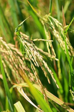 Rice_mo008