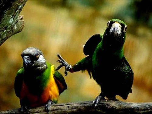 Amazing-Fight-Parrot-Desktop-Wallpaper