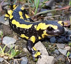 250px-Feuer_Salamander_2.jpg