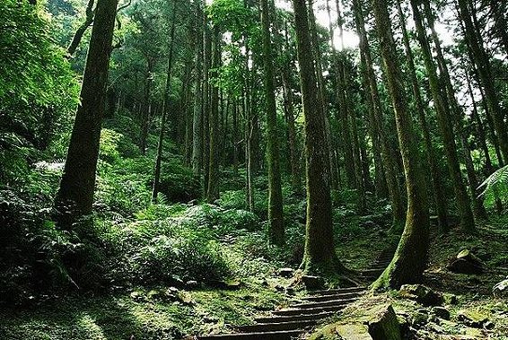 東眼山森林遊戲區.jpg